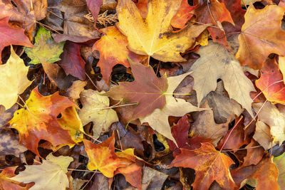 Close-up of autumn leaves