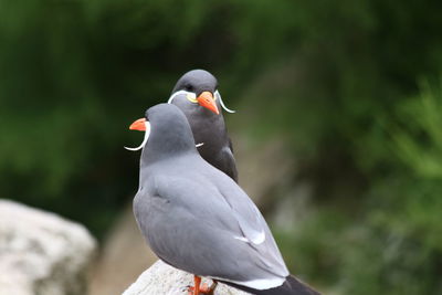 Close-up of pigeon perching