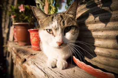 Close-up portrait of cat sitting on wood