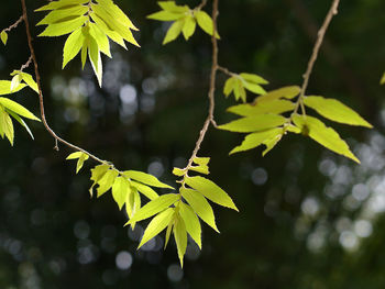 Close-up of leaves on tree