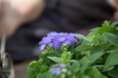 Close-up of purple flowers blooming outdoors