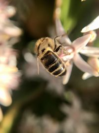 Close-up of bee pollinating flower