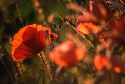 Close-up of red poppy flowers blooming outdoors