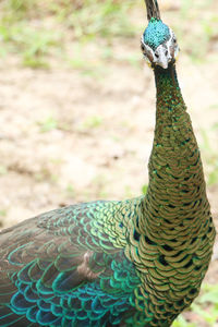 Close-up of peacock