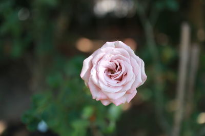 Close-up of pink rose