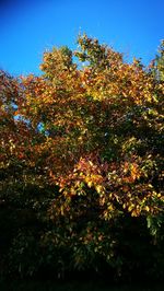 Low angle view of autumnal trees against clear sky