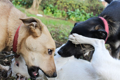 Close-up of two dogs