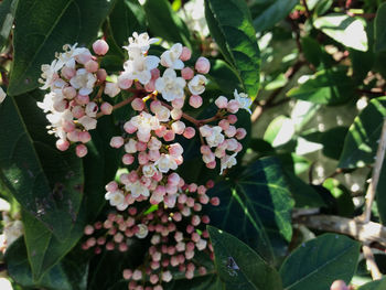 Close-up of pink flowering plant