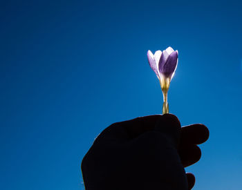Hand holding purple flower against clear blue sky