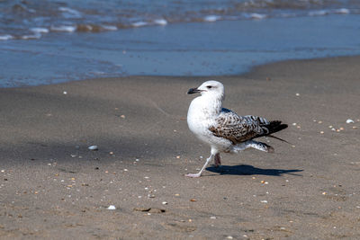 Seagull perching on a beach