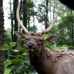 Portrait of deer in a forest