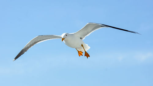 Low angle view of bird flying against clear blue sky