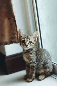 Portrait of cat sitting by window at home