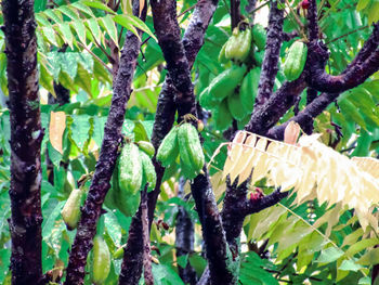 Close-up of a tree