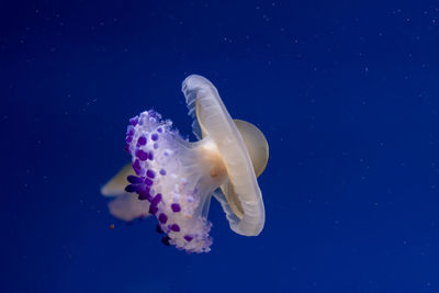 Close-up of jellyfish swimming in sea