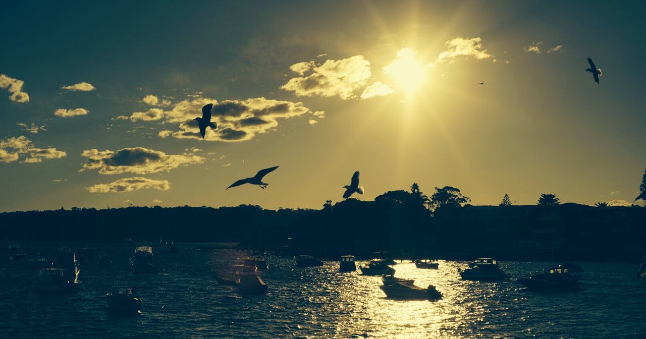 FLOCK OF BIRDS FLYING OVER WATER