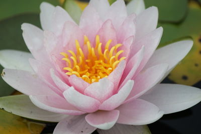Close-up of yellow flower