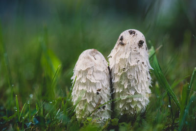 Close-up of a bird on grass