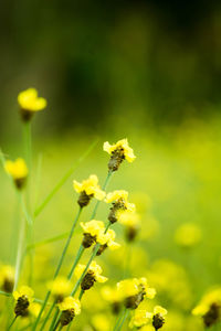 Close-up of insect on yellow flowering plant