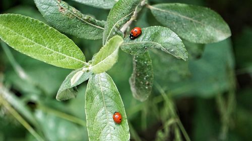 Close-up of ladybug on leaf