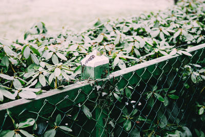 Close-up of wet tree branches during rainy season