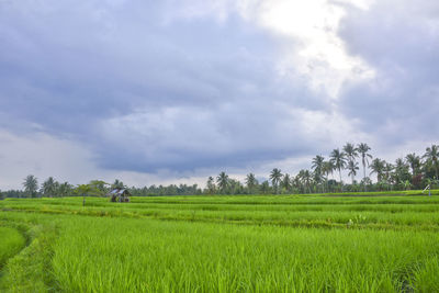 Scenic view of agricultural field against sky