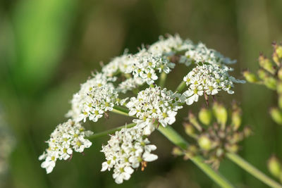 Close-up of white flowering plant