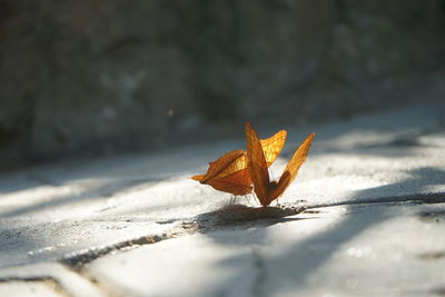 Close-up of orange butterfly on dry leaf