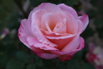 Close-up of pink rose