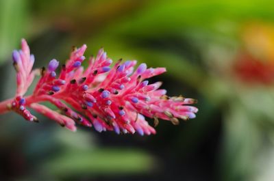 Close-up of pink flower