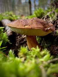 fungus