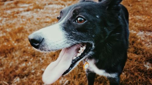 Close-up of dog