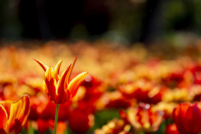 Close-up of red flowering plants