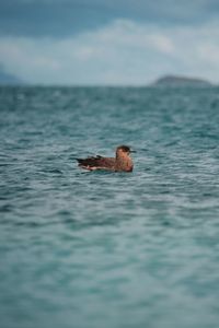 Bird resting by the sea