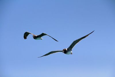 Low angle view of bird flying against clear blue sky