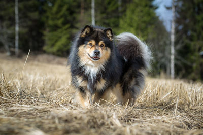 Portrait of dog on field