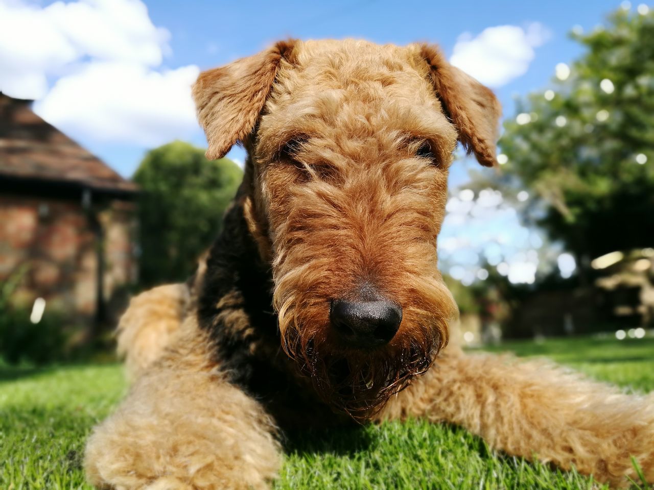 Airedale lovers