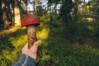 Close-up of hand holding mushroom in forest