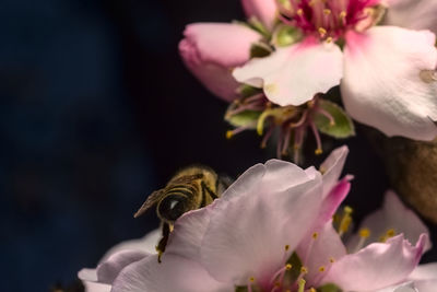 Close-up of pink cherry blossoms