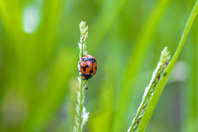 Close-up of insect on plant