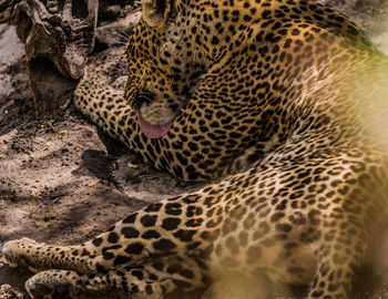 Leopard licking it's feet