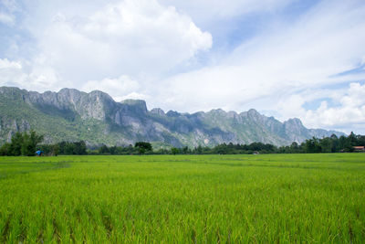 Scenic view of agricultural field against sky