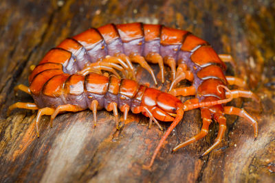 Close-up of insect