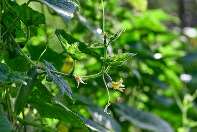 Cucuber vine growing in the organic farm