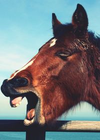 Close-up of horse against sky