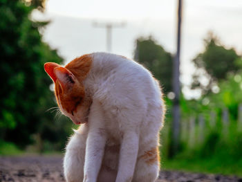 Close-up of cat looking away