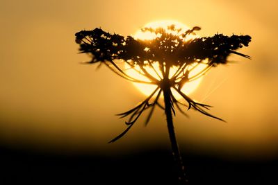 Close-up of silhouette flower against sky during sunset