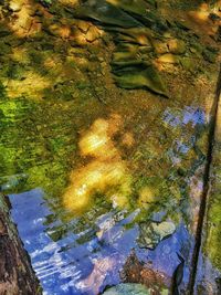 Reflection of trees in lake