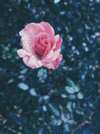 Close-up of wet pink rose blooming outdoors