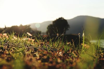 Surface level of grass on field against sky